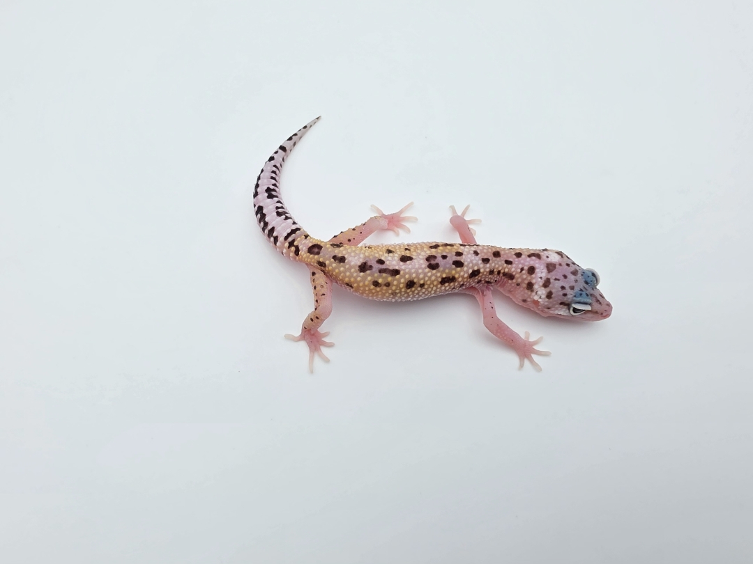 Eublepharis macularius, TSD femelle née en 2025, "Bandit cross mack snow reverse stripe bold", Nom/référence : ANIA