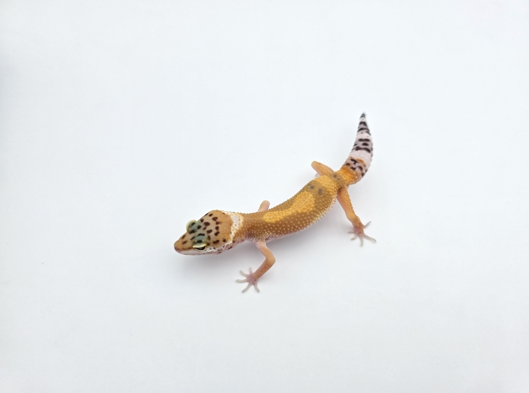 Eublepharis macularius, TSD femelle née en 2025, "Electric emerine jungle", Nom/référence : CRAWIA