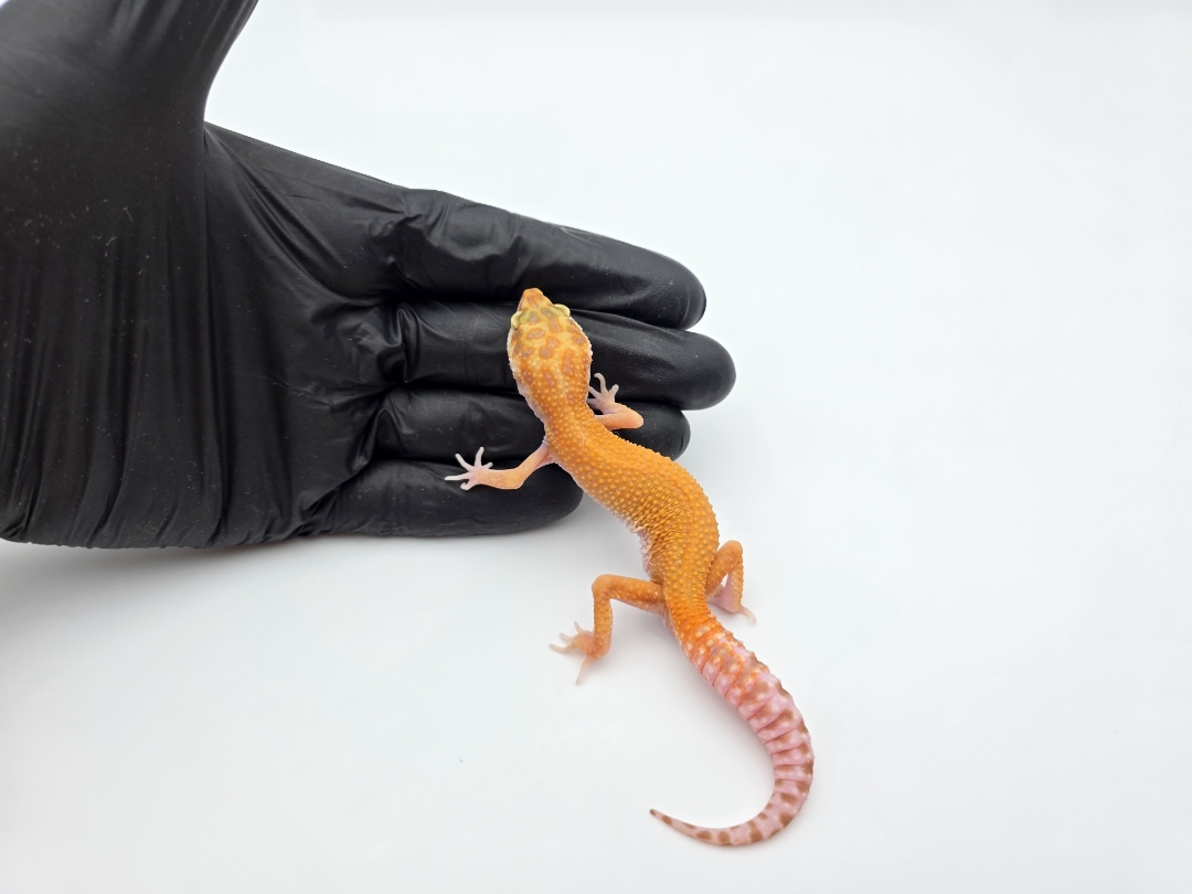 Eublepharis macularius, TSD mâle né en 2025, "Bandit cross mandarin sunglow (bell) reverse stripe bold", Nom/référence : HIOYO