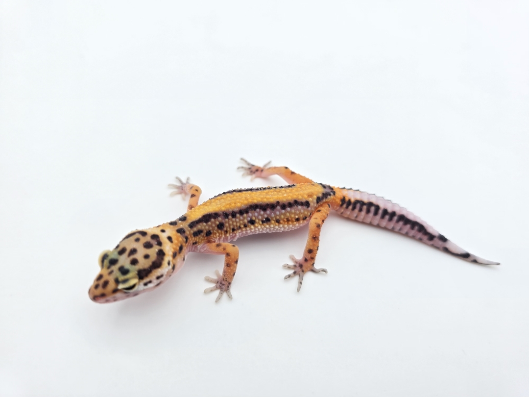 Eublepharis macularius