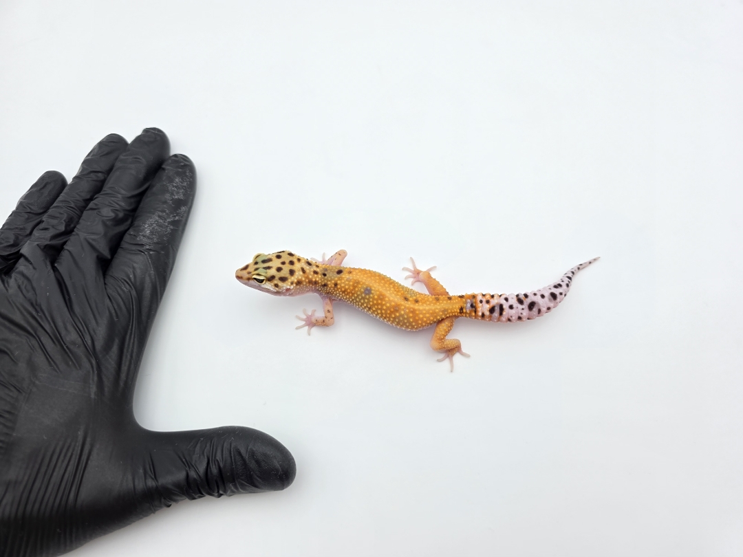 Eublepharis macularius, TSD femelle née en 2025, "Bandit cross electric emerine reverse stripe jungle", Nom/référence : WALIA