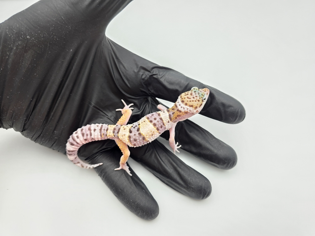 Eublepharis macularius, TSD mâle né en 2025, "Hypo mack snow electric line", Nom/référence : CRAIYIO