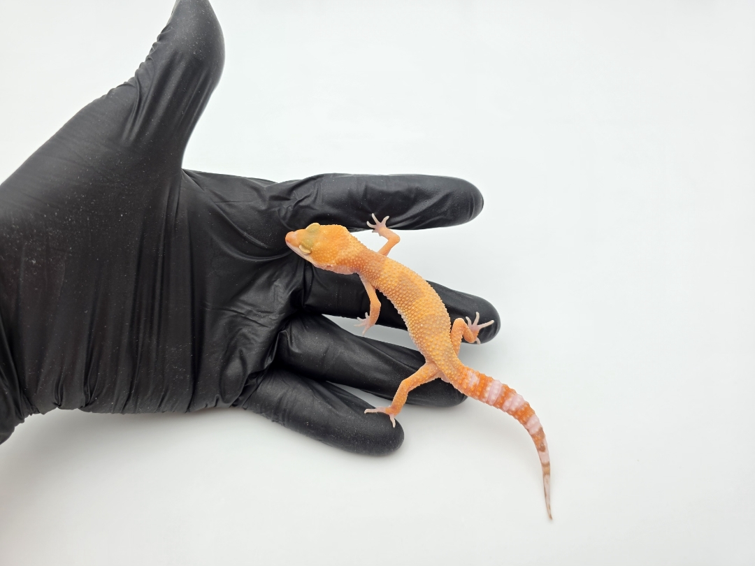 Eublepharis macularius, TSD mâle né en 2025, "SHTCTB electric line", Nom/référence : ZANIO