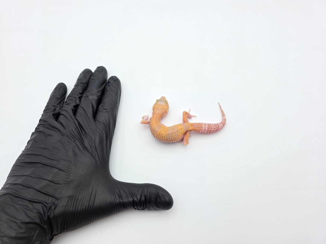 Eublepharis macularius, TSD femelle née en 2025, "Sunglow raptor electric line", Nom/référence : SROTIA