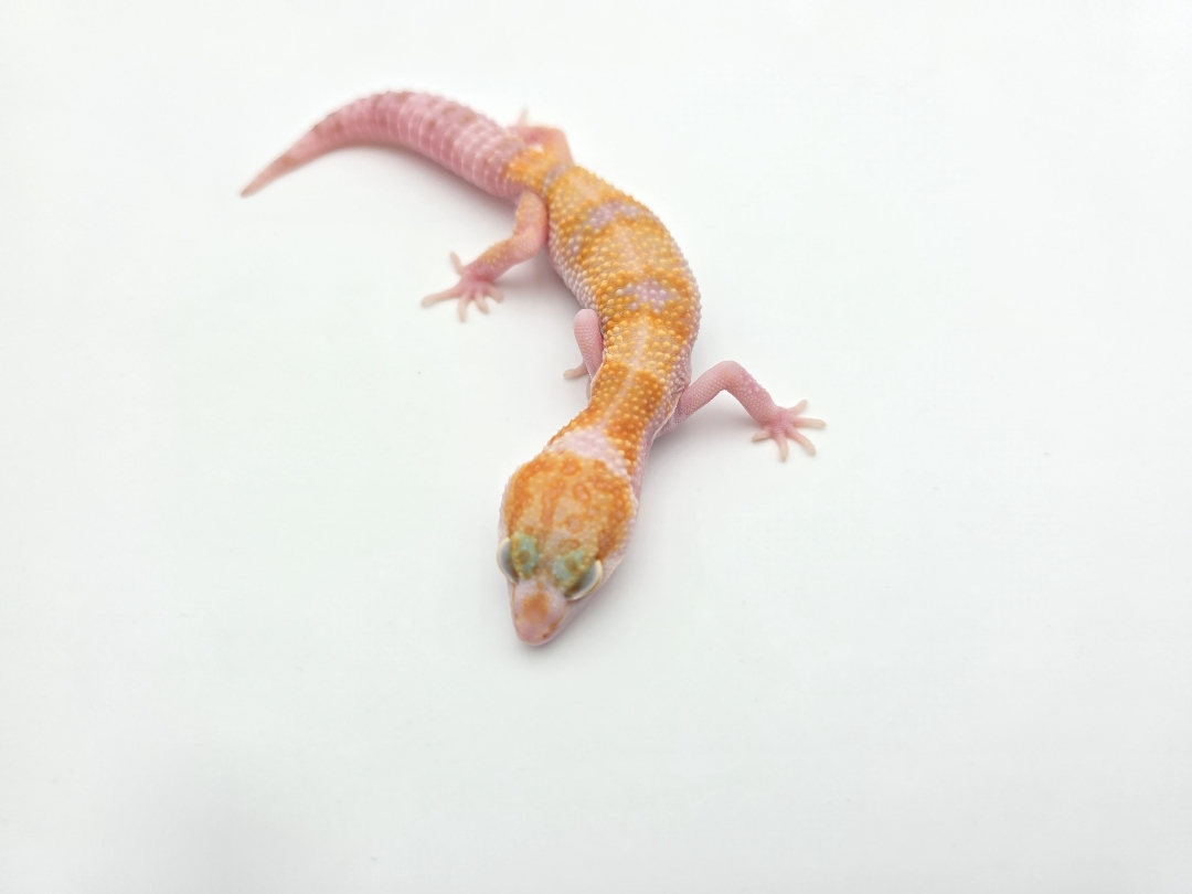 Eublepharis macularius, TSD femelle née en 2025, "W&y sunglow (tremper)", Nom/référence : WYALIA