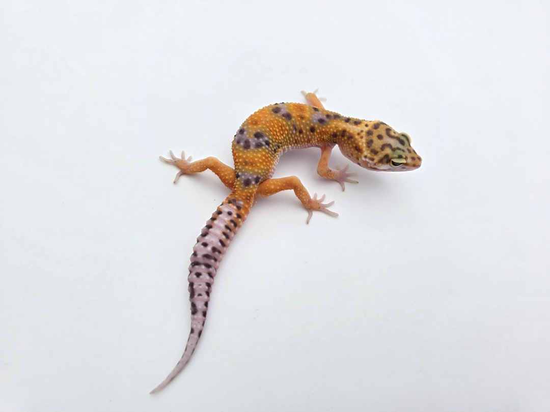 Eublepharis macularius, TSD mâle né en 2025, "Bandit cross mandarin emerine jungle", Nom/référence : IDWIO