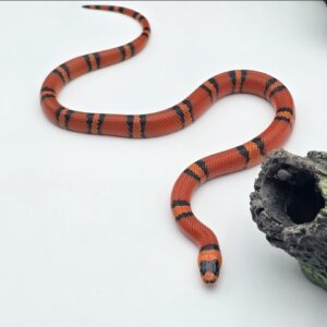 Lampropeltis triangulum hondurensis