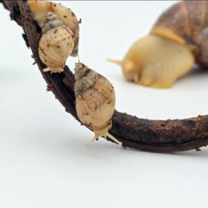 Lissachatina fulica "White jade"