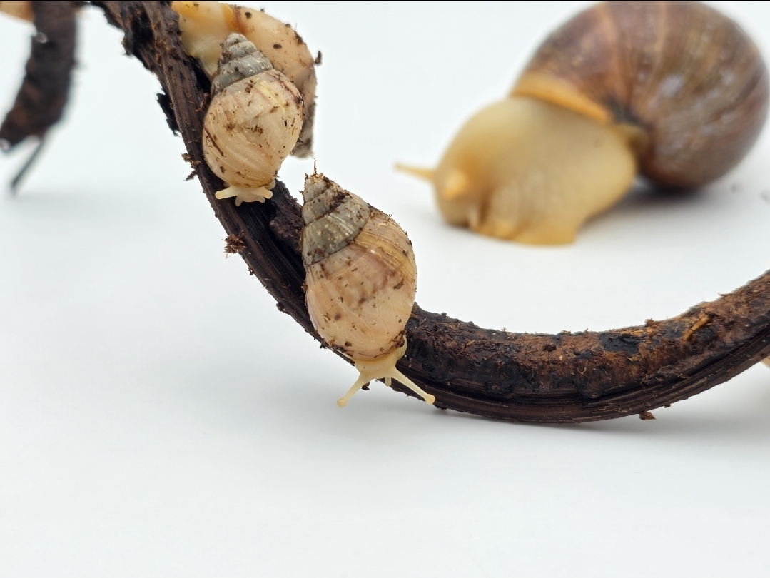 Lissachatina fulica "White jade"