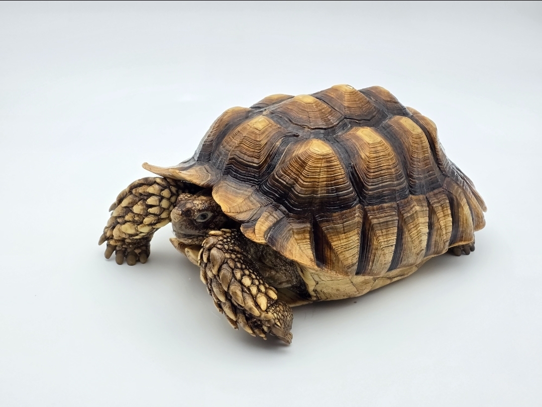 Centrochelys sulcata