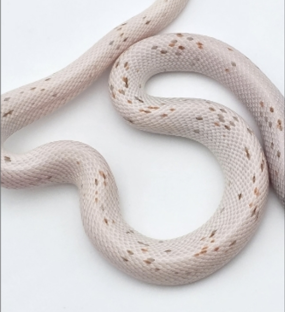 Pantherophis guttatus