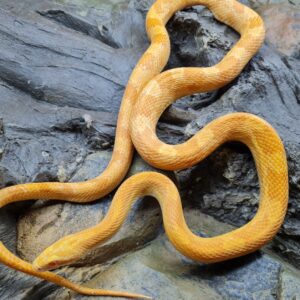 Pantherophis guttatus sp "Creamsicle 100% het.anery hypo zigzag