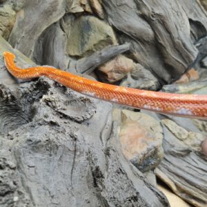 Pantherophis guttatus "Fire piedside 100% het.charcoal" Mâle sub-adulte Nom