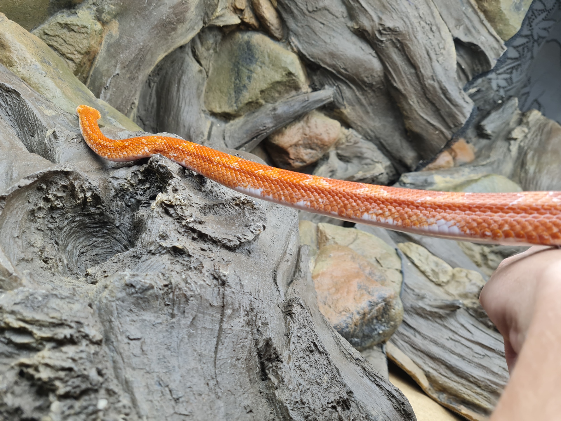 Pantherophis guttatus "Fire piedside 100% het.charcoal" Mâle sub-adulte Nom