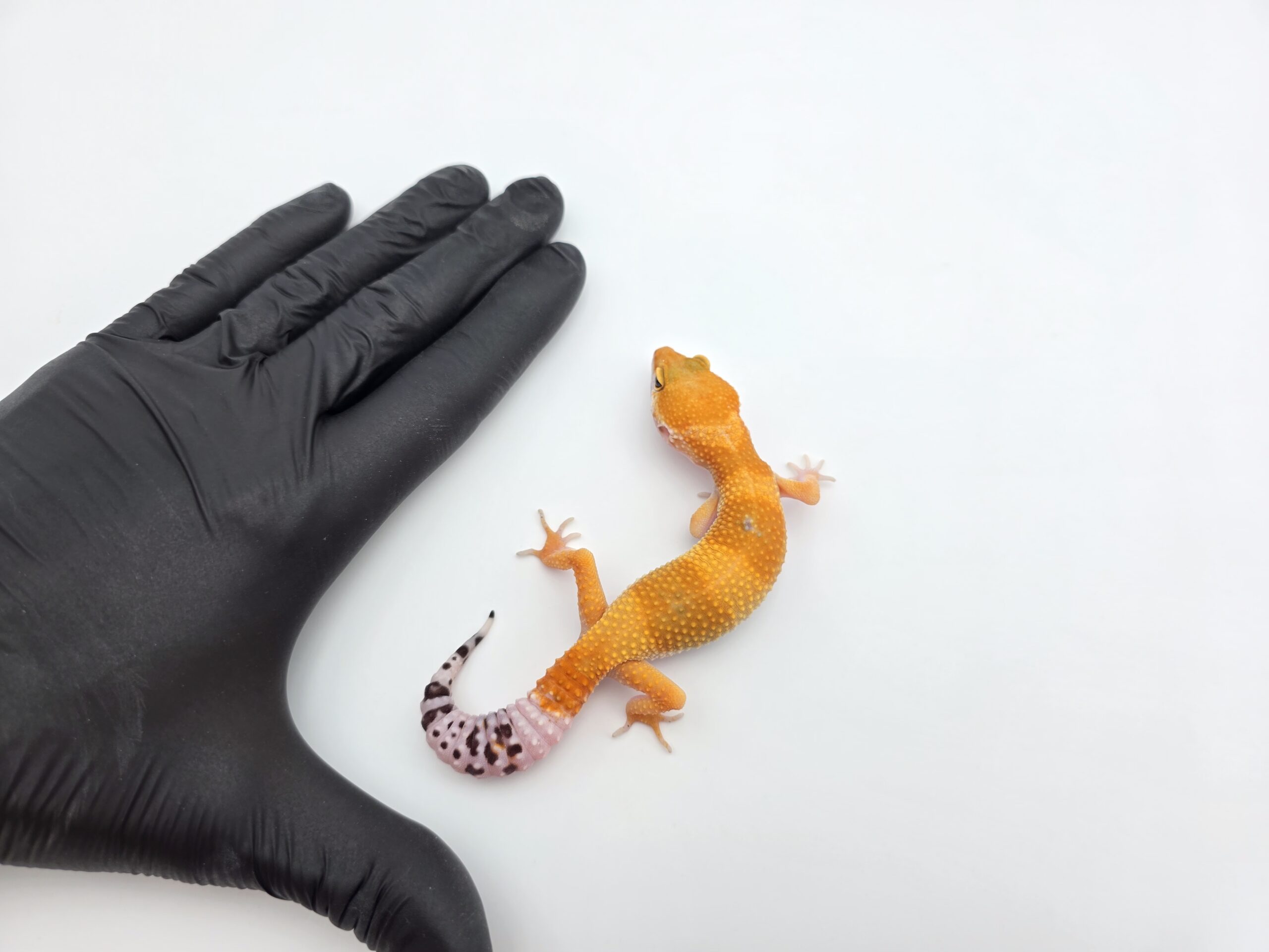 Eublepharis macularius, femelle née en 2025, "SHTCTB electric line", Nom/référence : SHOTIA