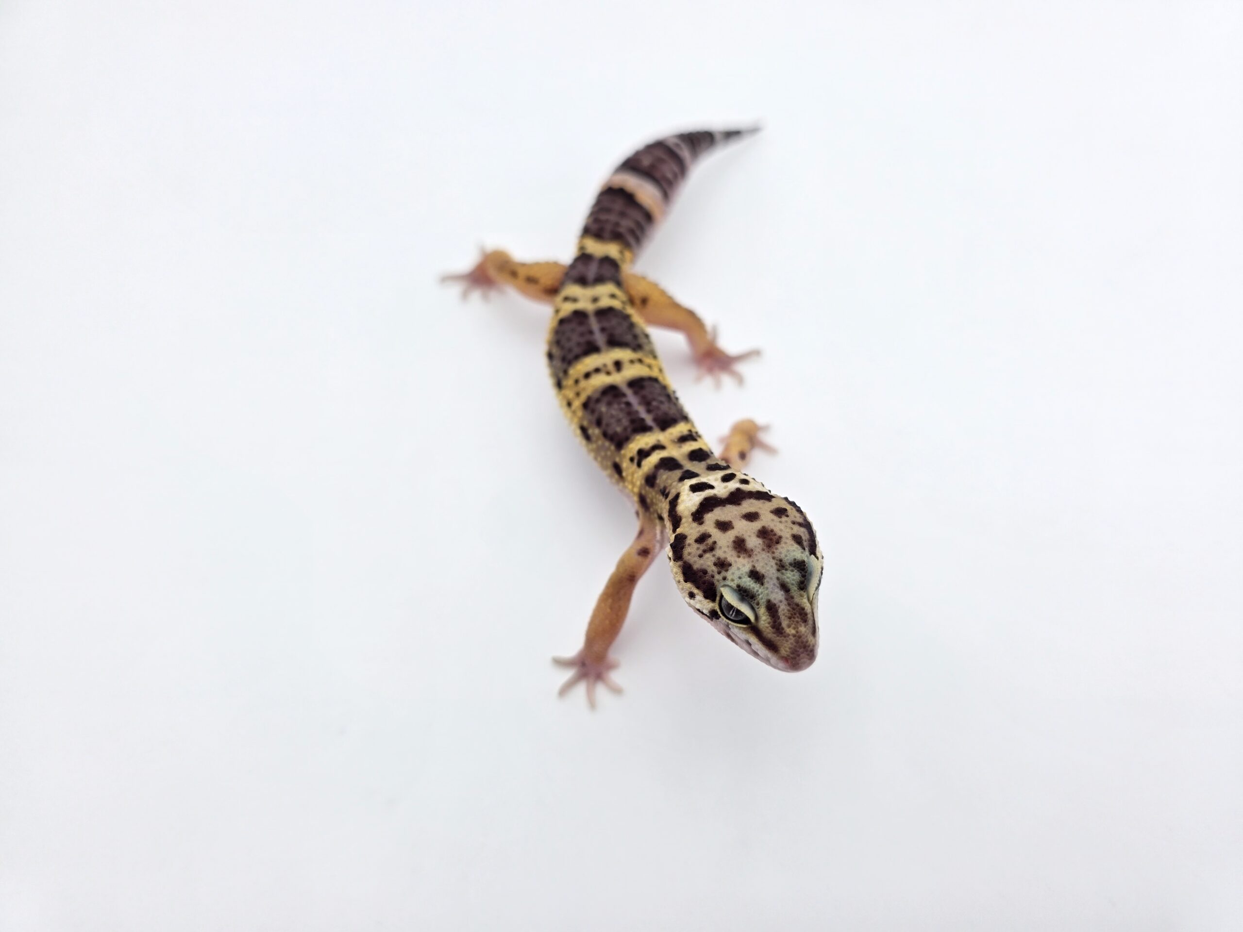 Eublepharis macularius, femelle née en 2025, "Black night (full black)", Nom/référence : DISPARA