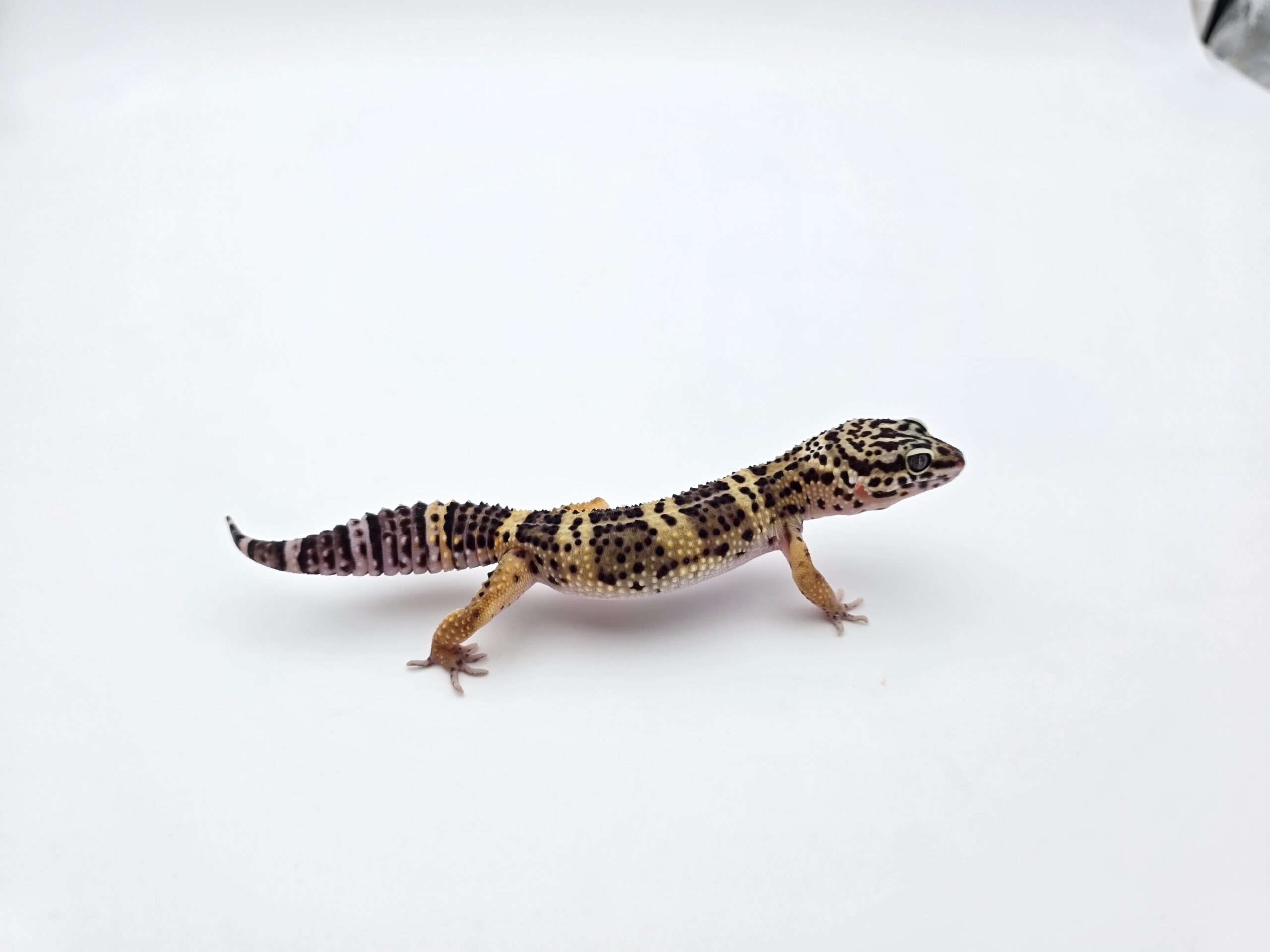 Eublepharis macularius, femelle née en 2025, "Black night", Nom/référence : BESTRA