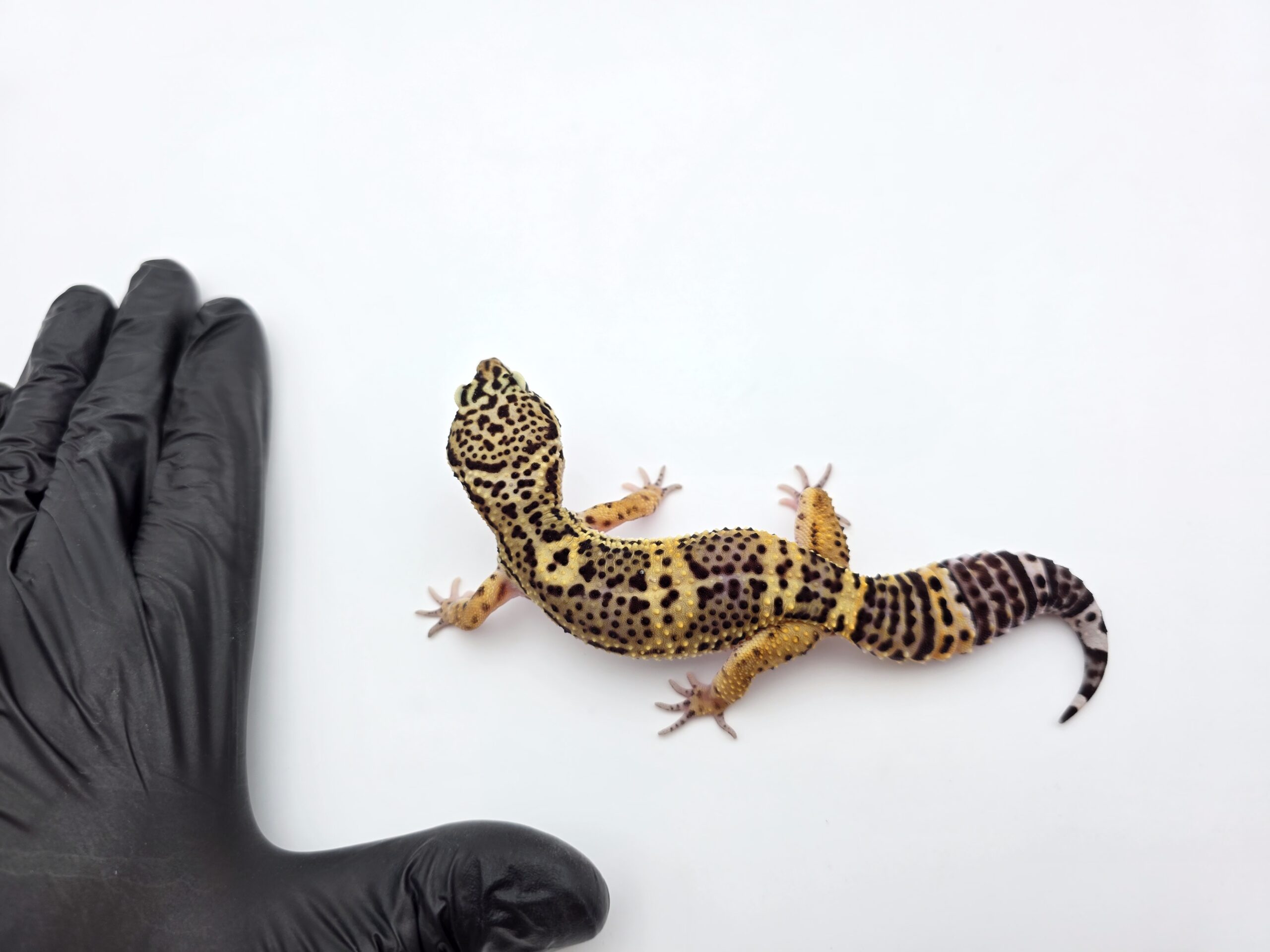 Eublepharis macularius, Femelle née en 2025, "Black night", Nom/référence : BACONA