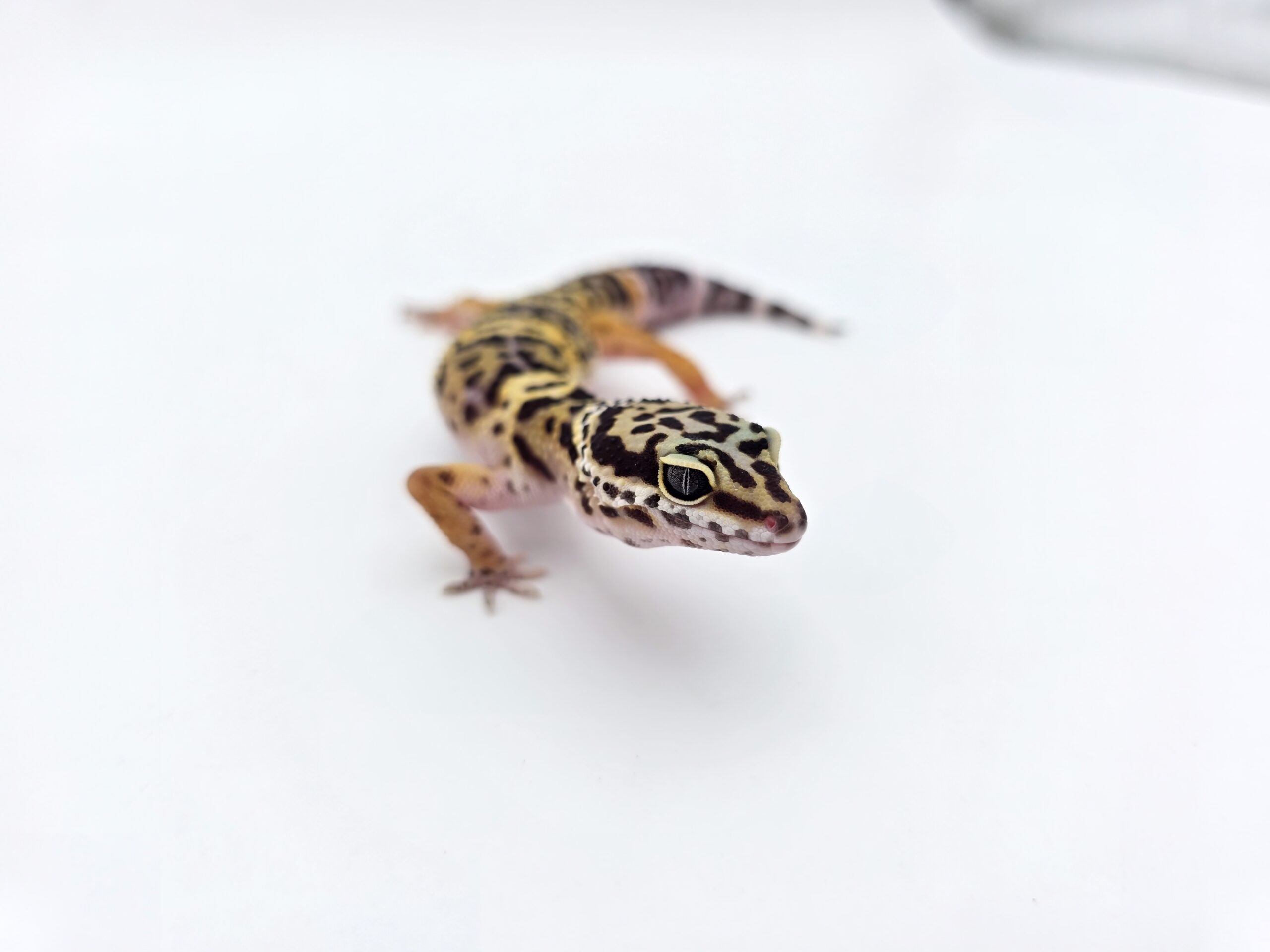 Eublepharis macularius, femelle née en 2025, "Black night", Nom/référence : SOLONA