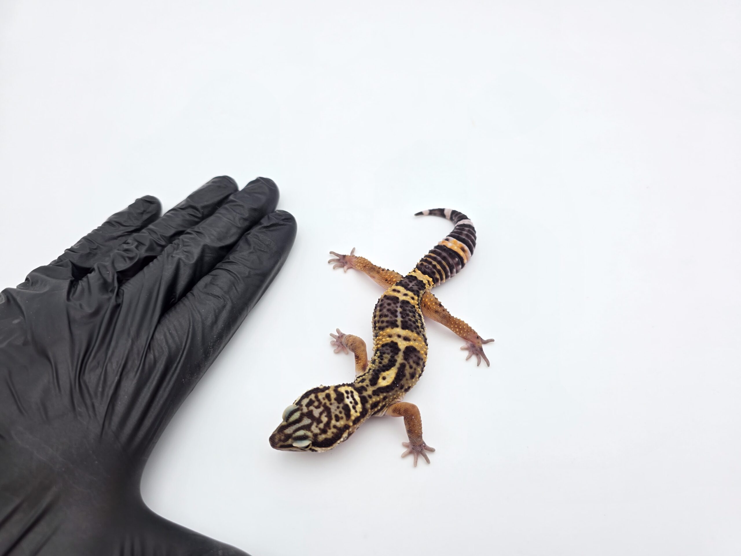 Eublepharis macularius, femelle née en 2025, "Black night", Nom/référence : TEPHANA