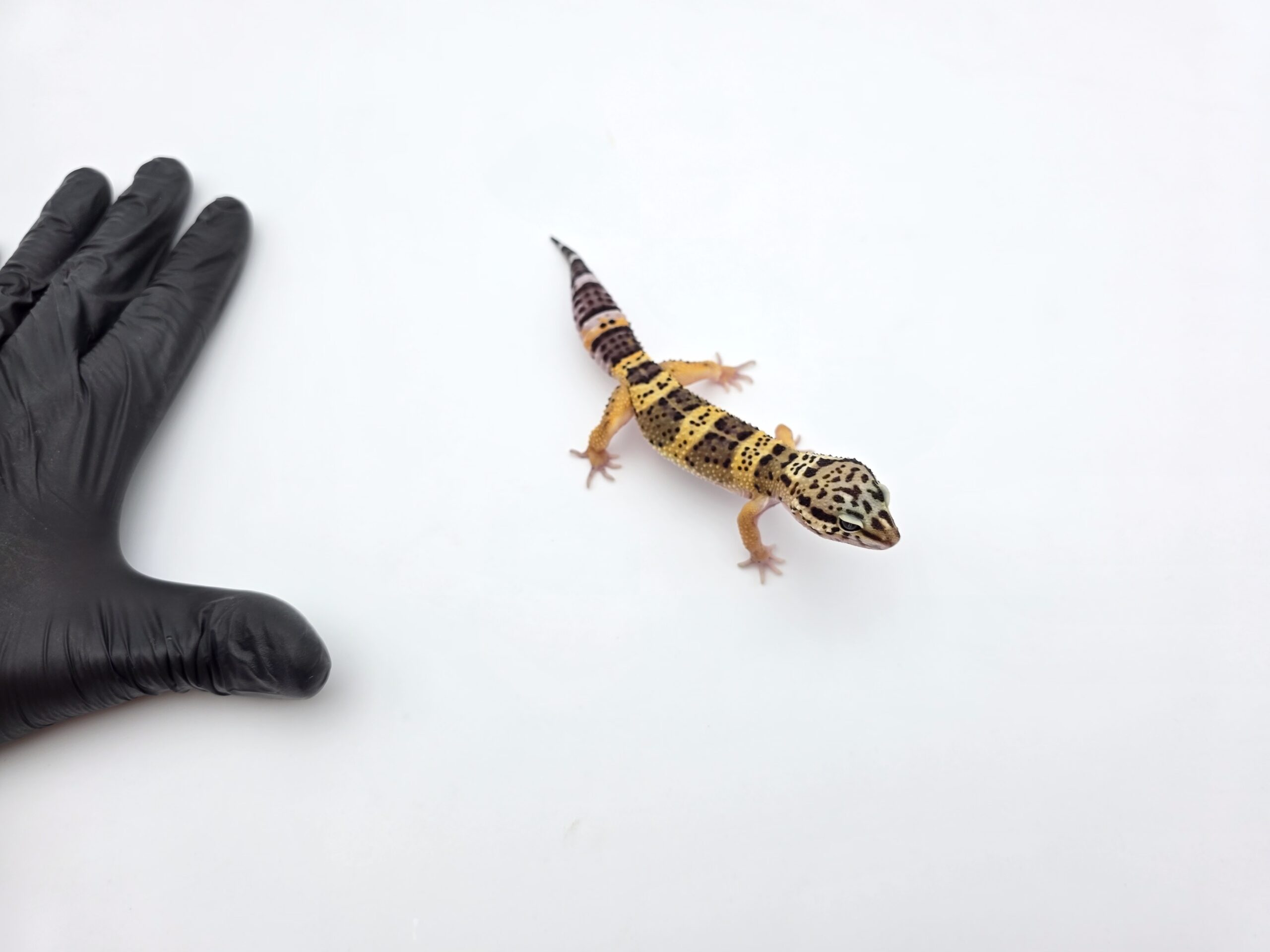 Eublepharis macularius, femelle née en 2025, "Black night", Nom/référence : TUTOMA