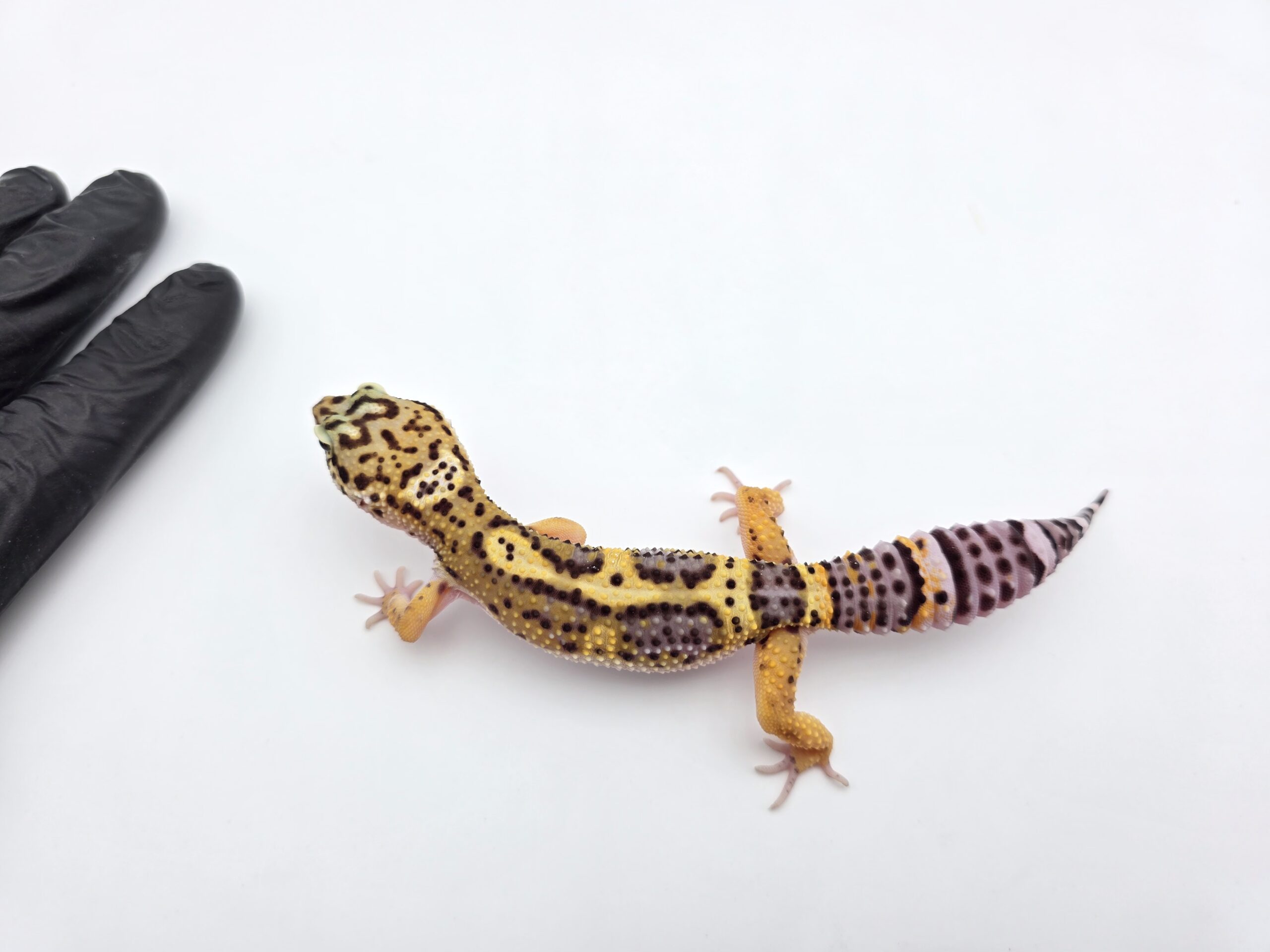 Eublepharis macularius, femelle née en 2025, "Black night bold stripe/jungle", Nom/référence : PALAMA