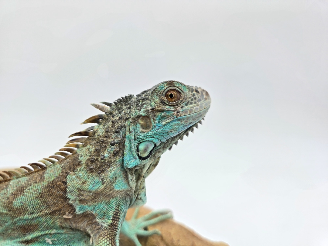 Iguana iguana, jeune femelle née en 2025, "Blue axanthic", Nom/référence : FARZIA
