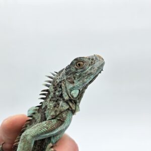 Iguana iguana, jeune femelle née en 2025, "Blue axanthic", Nom/référence : GALIMIA