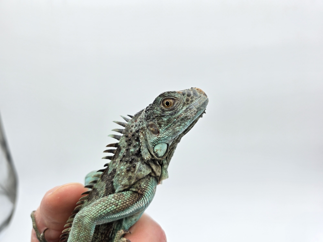 Iguana iguana, jeune femelle née en 2025, "Blue axanthic", Nom/référence : GALIMIA