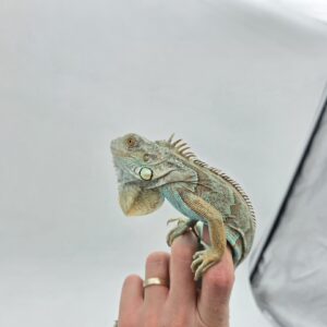 Iguana iguana, jeune femelle née en 2025, "Blue axanthic", Nom/référence : CAROLINA