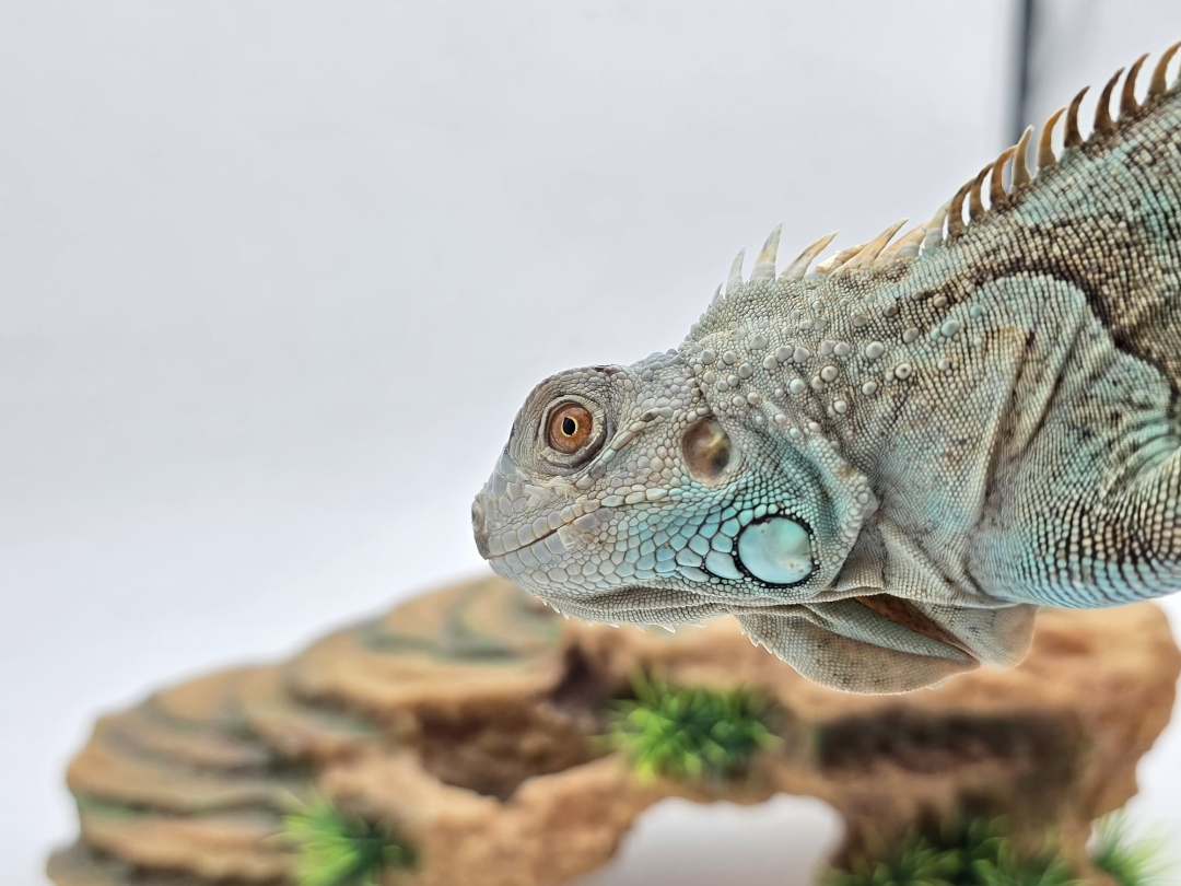 Iguana iguana, jeune mâle né en 2025, "Blue axanthic", Nom/référence : COSMO