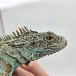 Iguana iguana, jeune mâle né en 2025, "Blue axanthic", Nom/référence : BELIDO