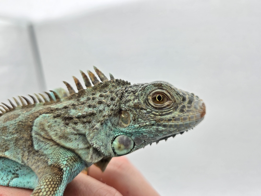 Iguana iguana, jeune mâle né en 2025, "Blue axanthic", Nom/référence : BELIDO