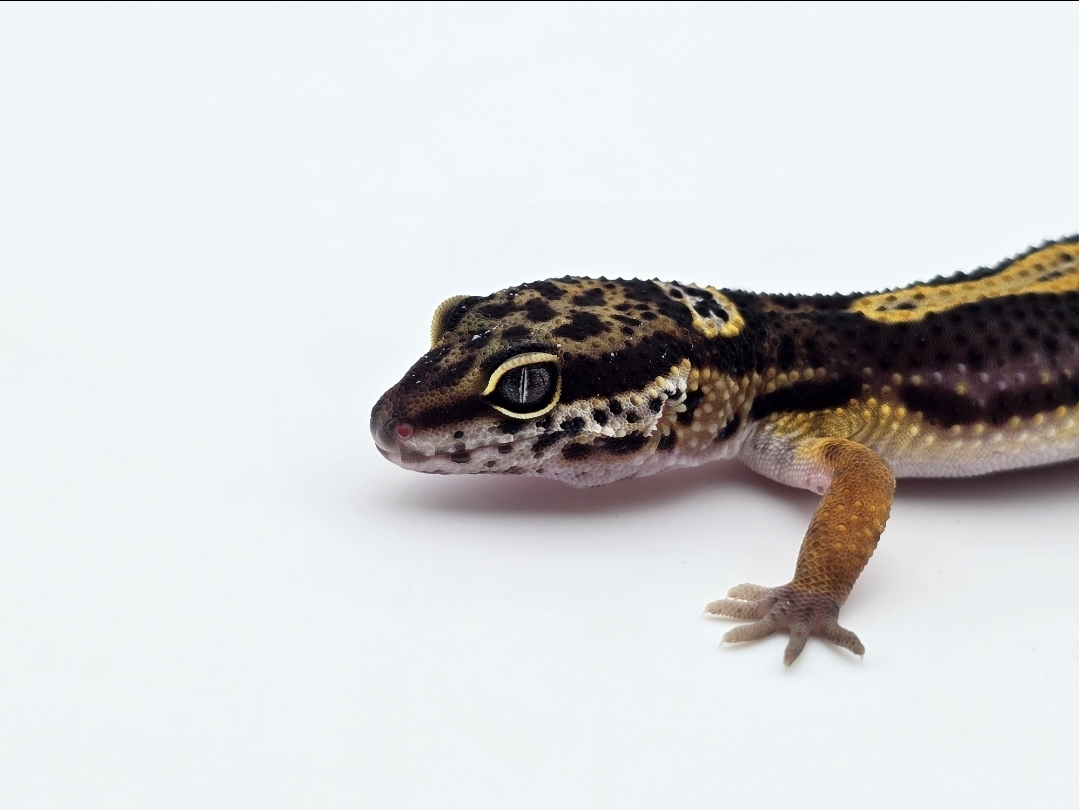 Eublepharis macularius