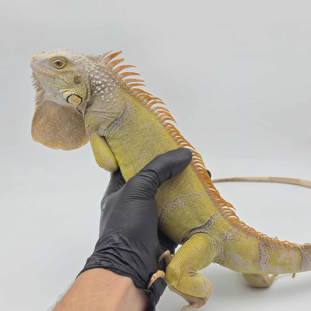 Iguana iguana anizooparadise