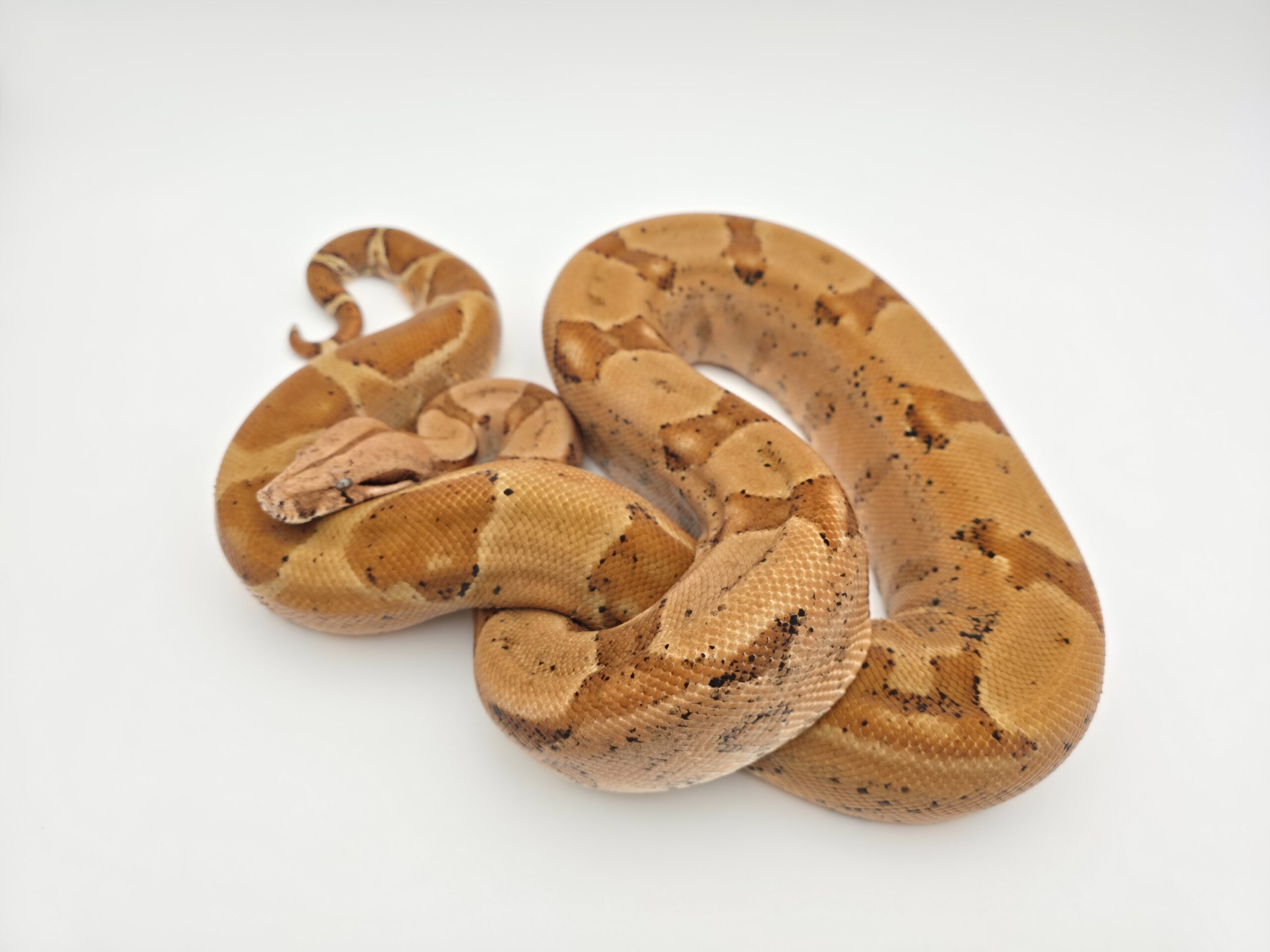 Boa imperator "Sunset" Femelle sub-adulte Nom : NARVIA