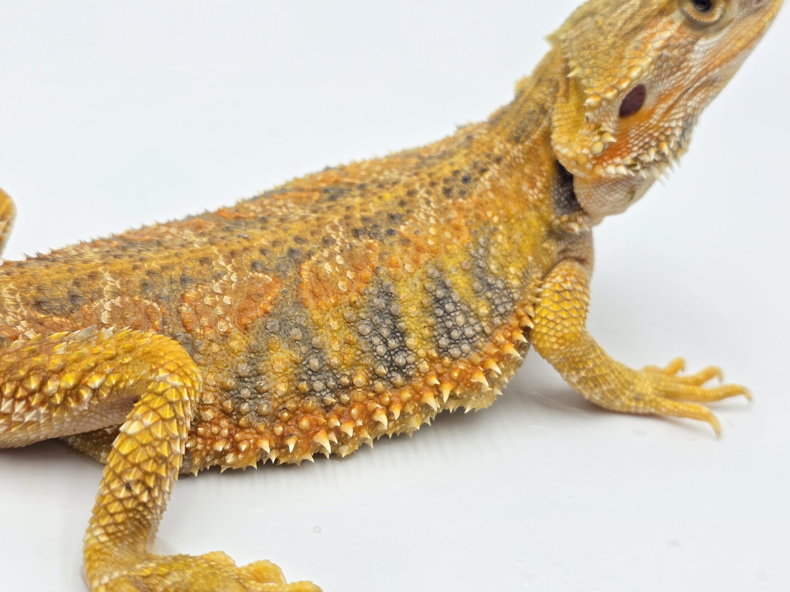 Pogona vitticeps, femelle née en 2025, "hypo orange blue bar", Nom/référence : ARRIVA