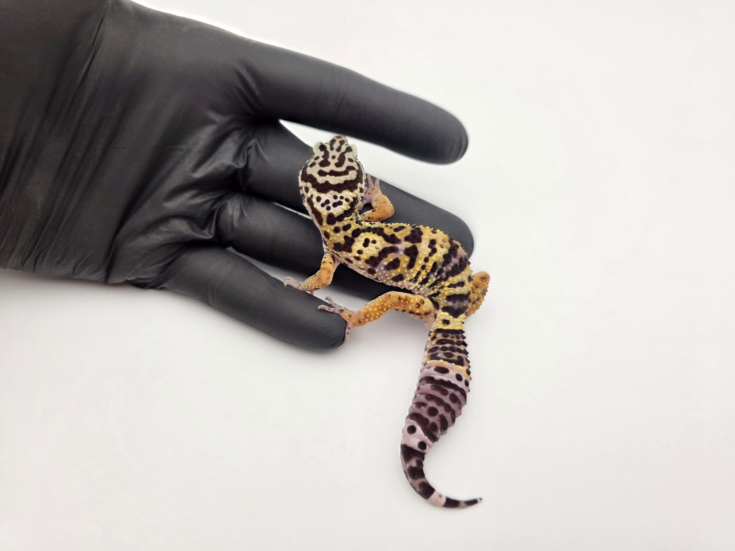 Eublepharis macularius, femelle née en 2025, "Black night", Nom/référence : ENCRA