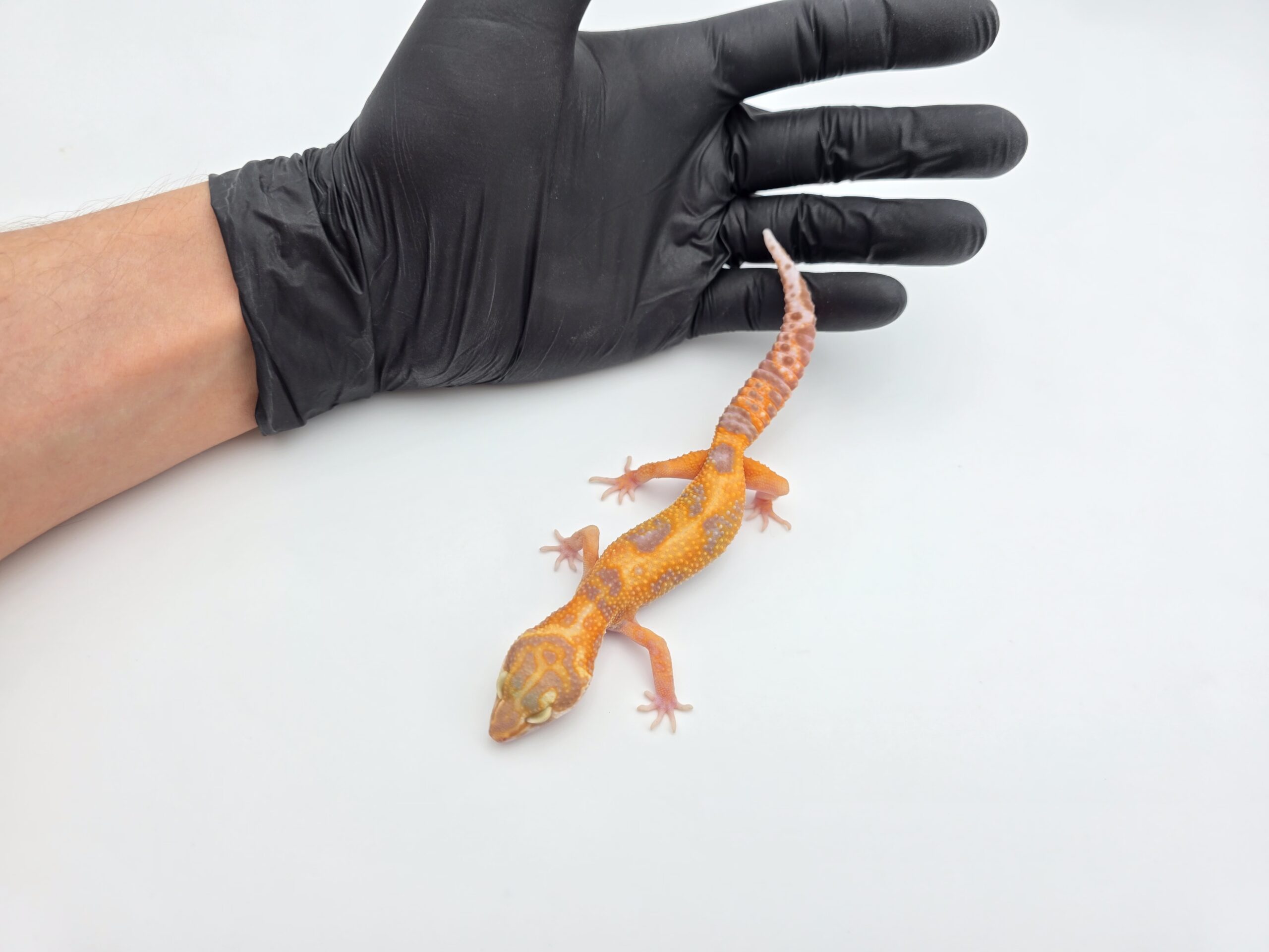 Eublepharis macularius, TSD femelle née en 2025, "Mandarin bell jungle", Nom/référence : JOYIA