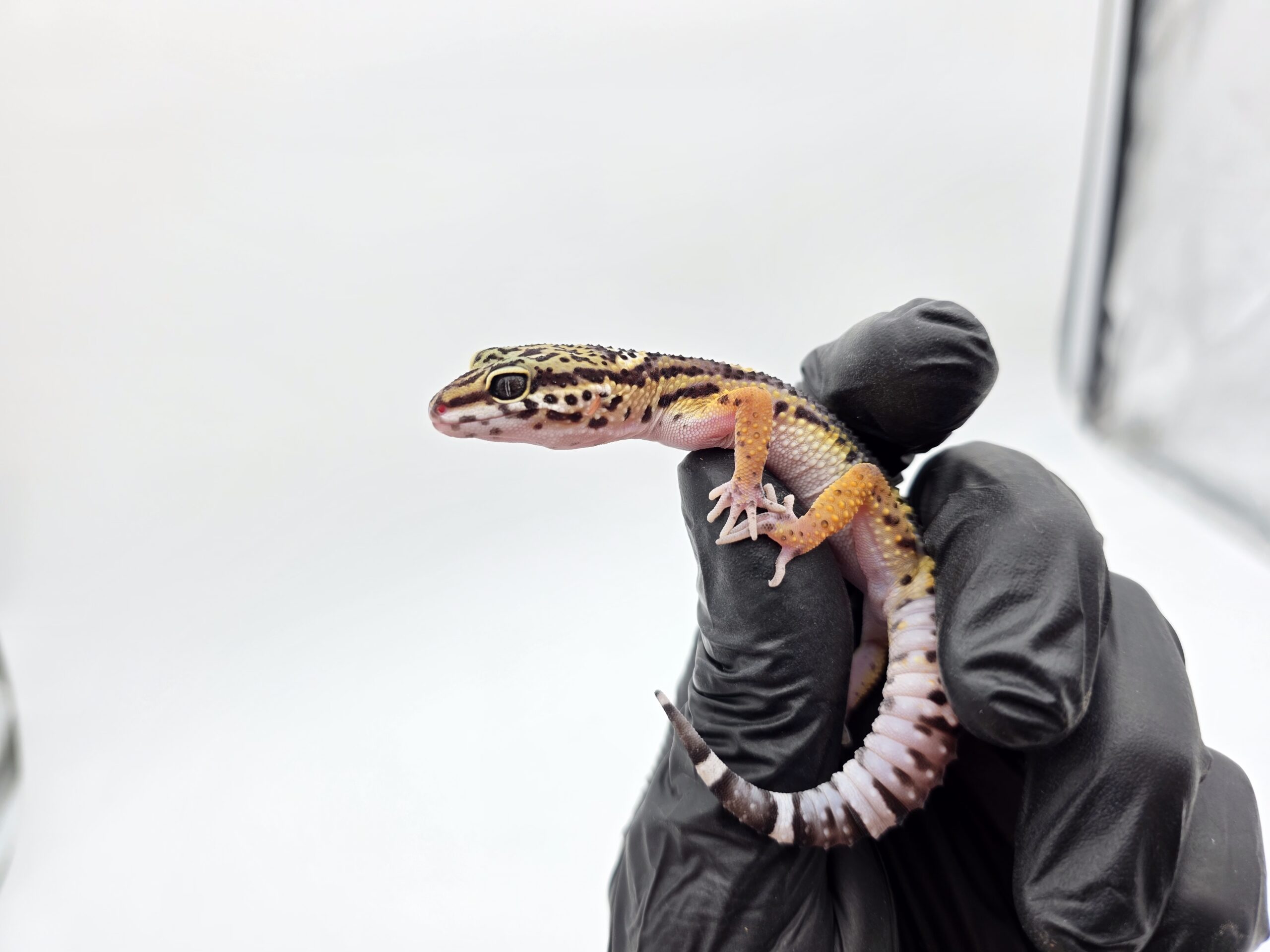 Eublepharis macularius, femelle née en 2025, "Black night jungle", Nom/référence : GALANIA