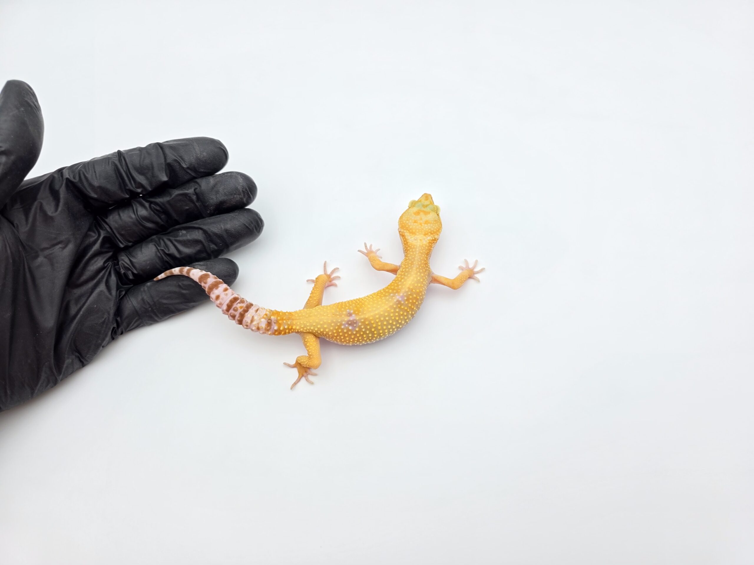 Eublepharis macularius, femelle née en 2025, "Sunglow (tremper)", Nom/référence : SCINIA