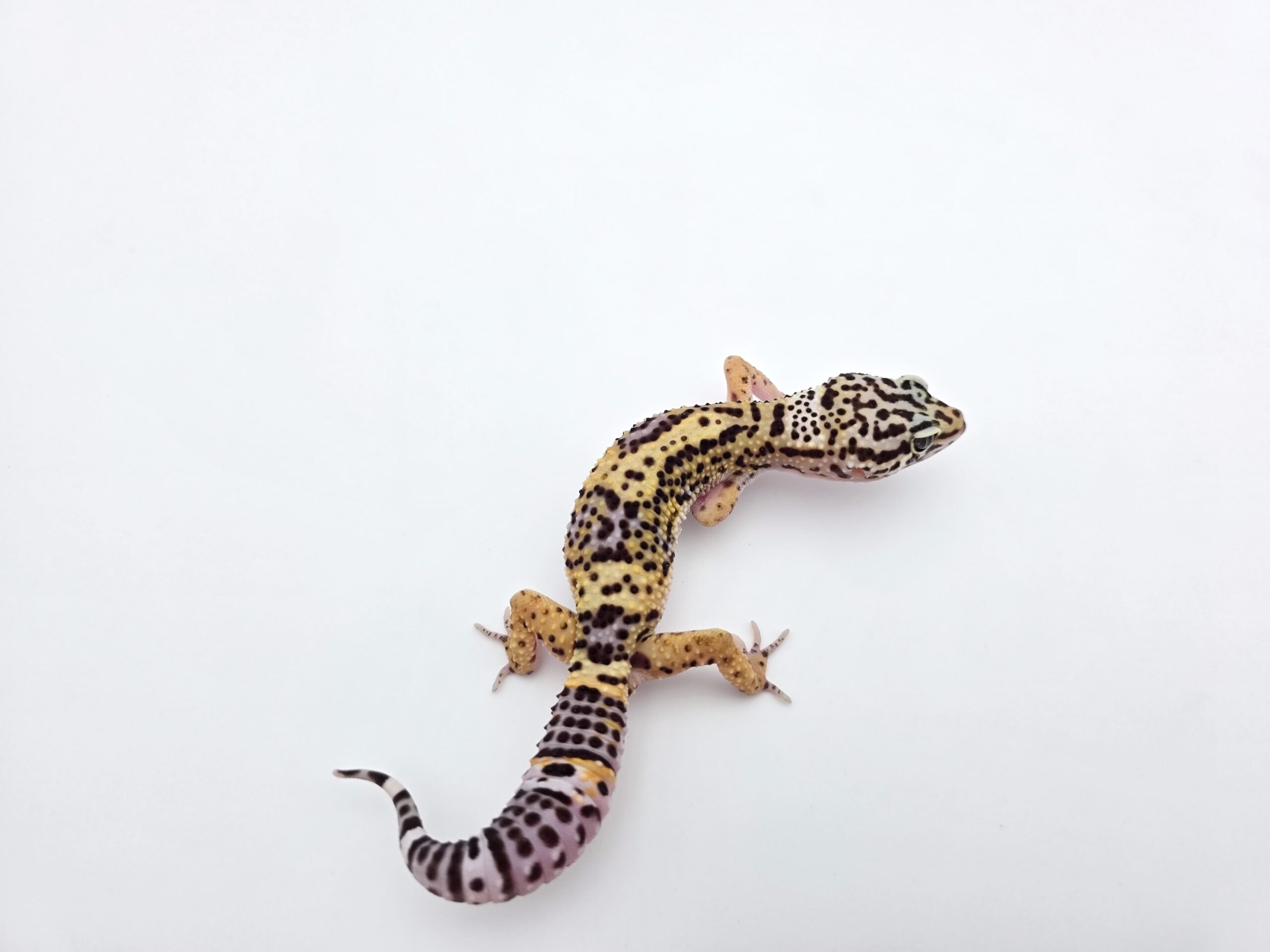 Eublepharis macularius, femelle née en 2025, "Black night", Nom/référence : PRECA