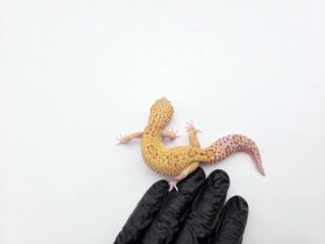 Eublepharis macularius, femelle née en 2025, "Mack snow raptor (possible bandit)", Nom/référence : BINALINA