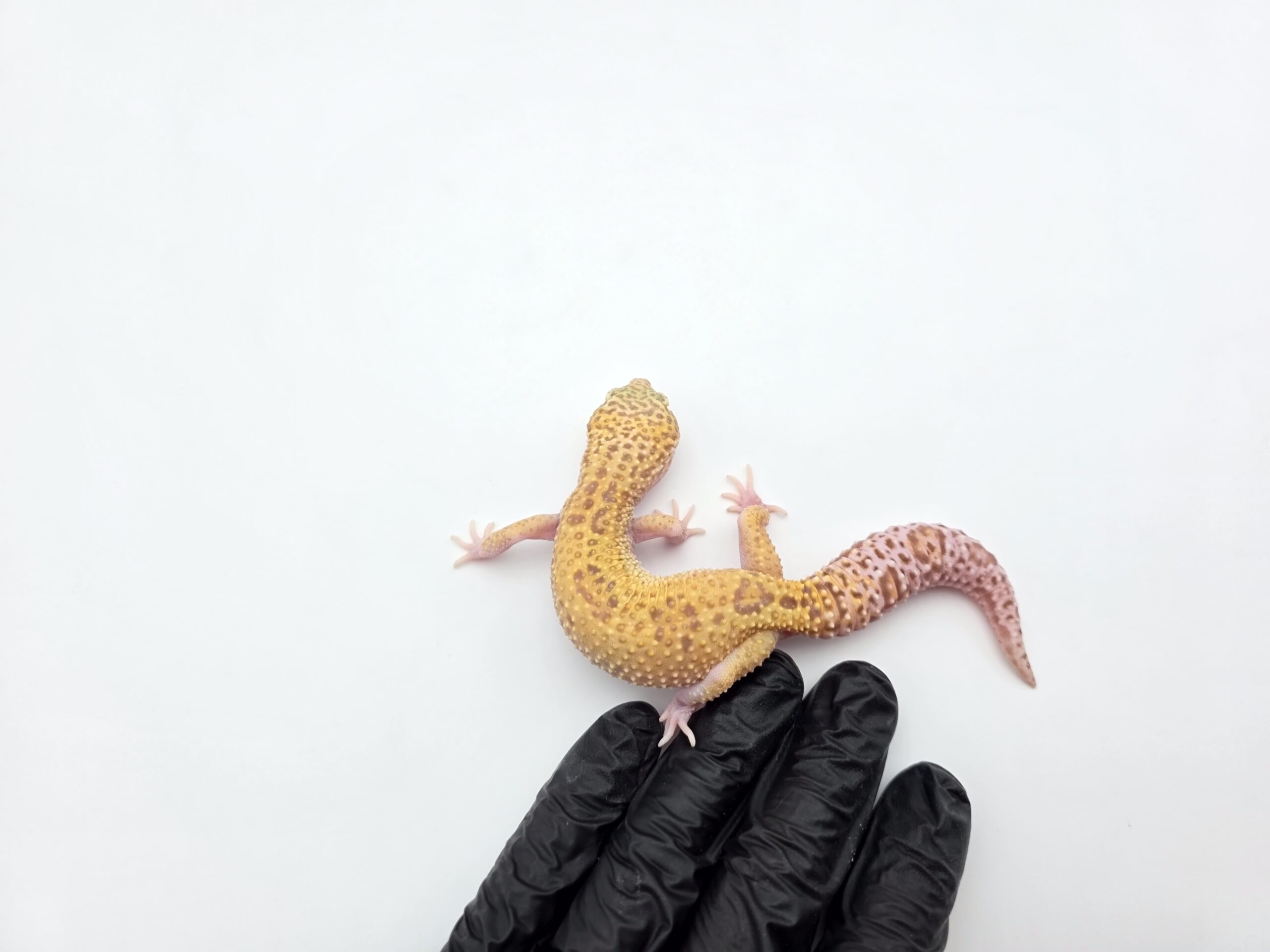 Eublepharis macularius, femelle née en 2025, "Mack snow raptor (possible bandit)", Nom/référence : BINALINA