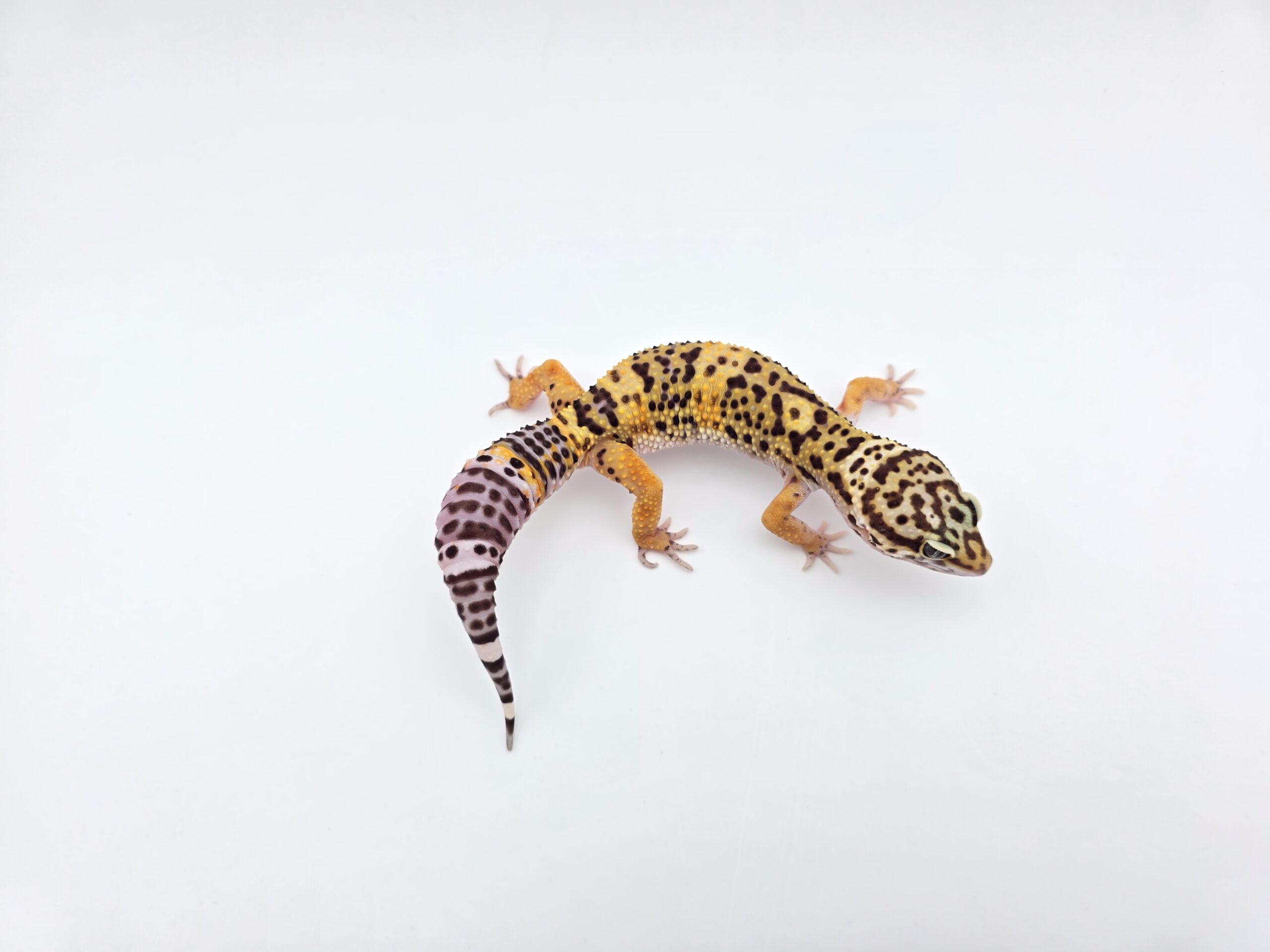 Eublepharis macularius, femelle née en 2025, "Black night", Nom/référence : SYMBLA