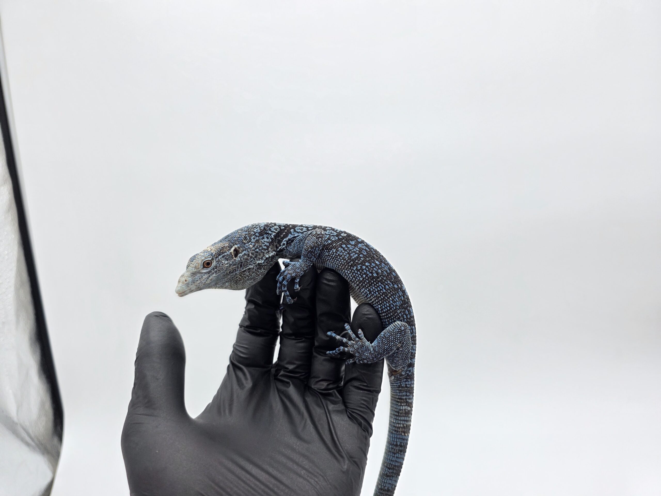 Varanus macraei, Mâle (certifié par radiographie et éversion) N.C 2025, "Naturel", Nom/référence : BOBY