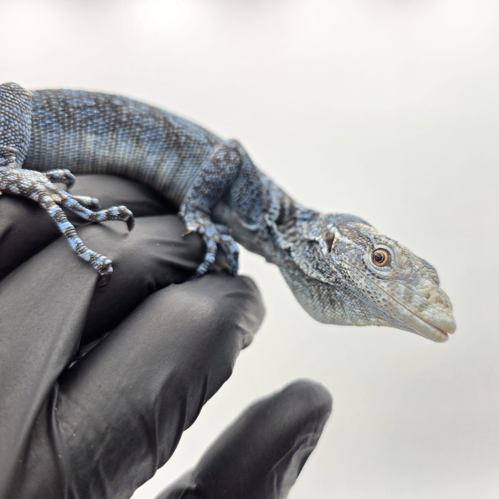 Varanus macraei Anizooparadise