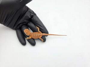 Pogona vitticeps "red flame x candy blood" insexé 2025 Nom/référence : KODY