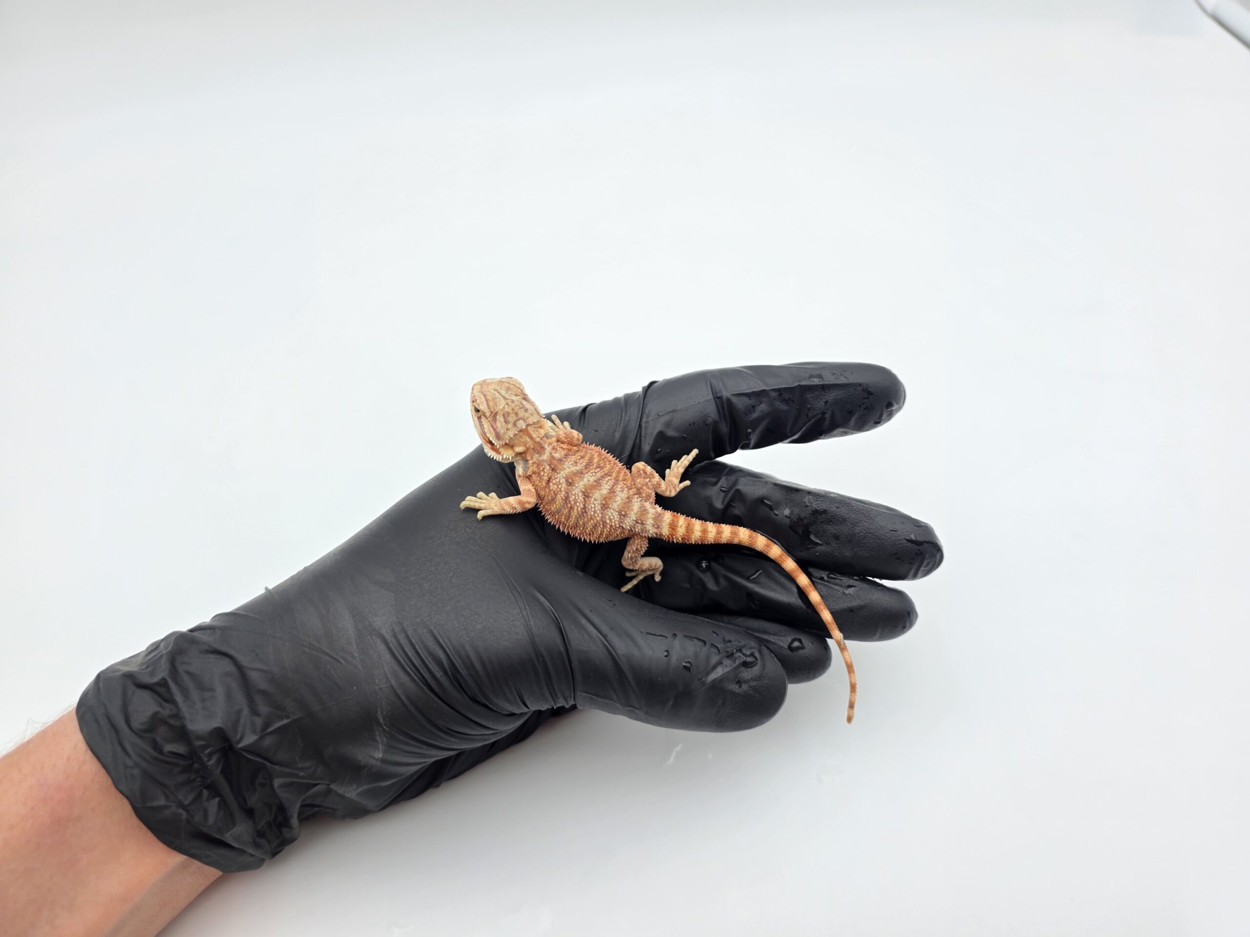 Pogona vitticeps "red flame x candy blood" insexé 2025 Nom/référence : FLY