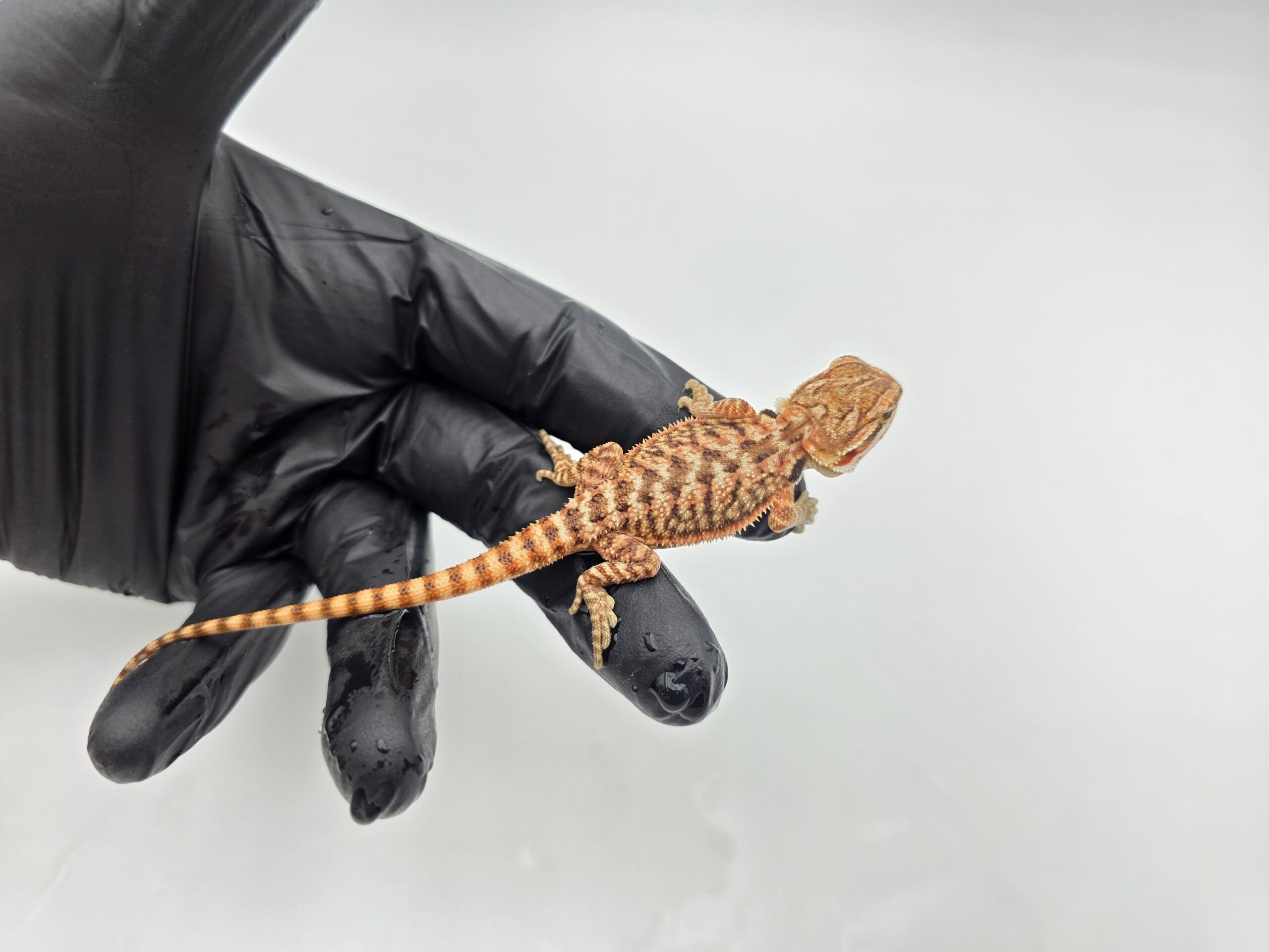 Pogona vitticeps "red flame x candy blood" insexé 2025 Nom/référence : WALY